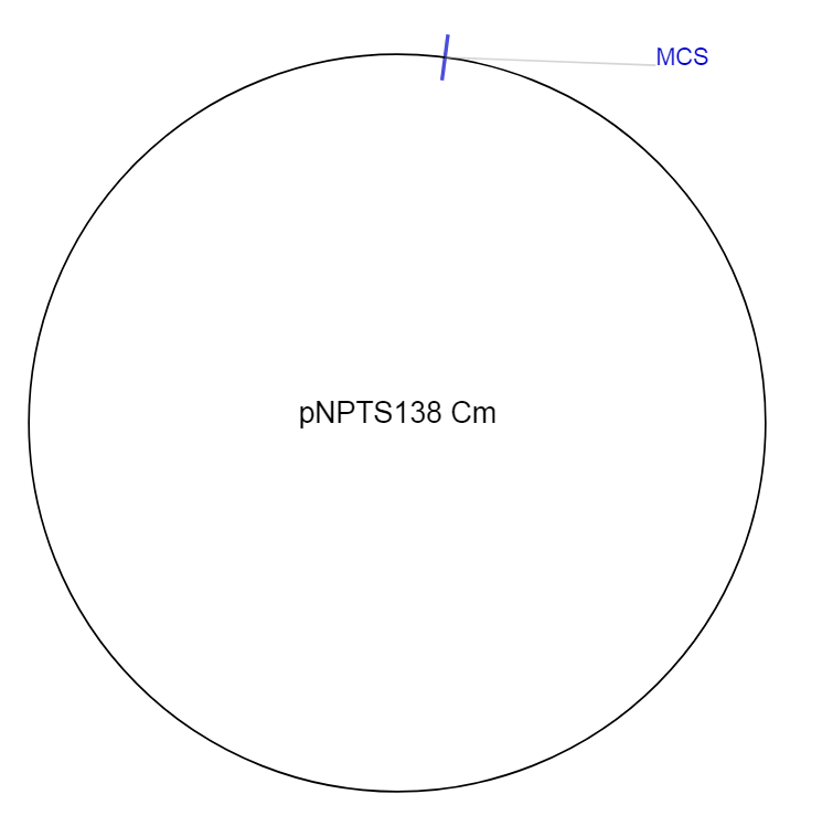 pNPTS138 Cm质粒图谱